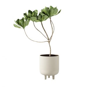 Terracotta Bowl L with Plant by Kristina Dam Studio
