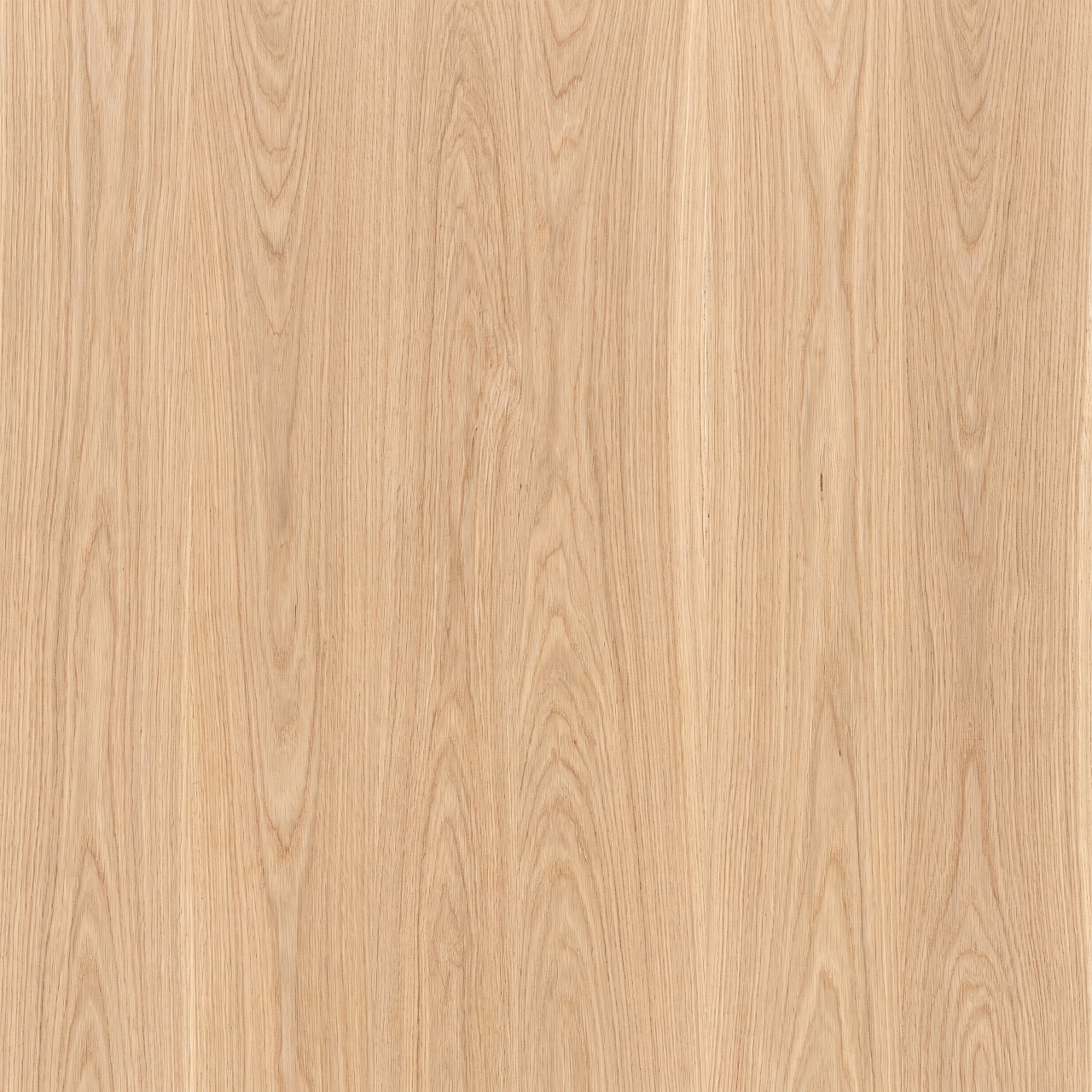 European Oak Wood Texture 007