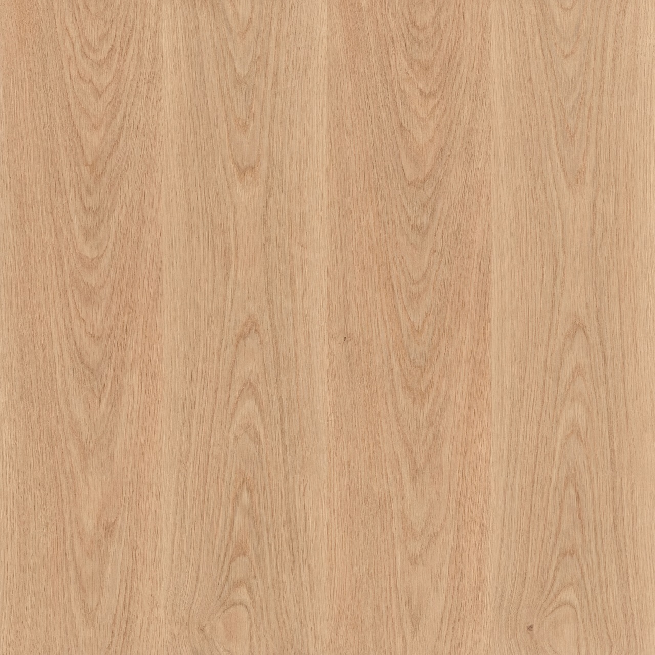 European Oak Wood Texture 008