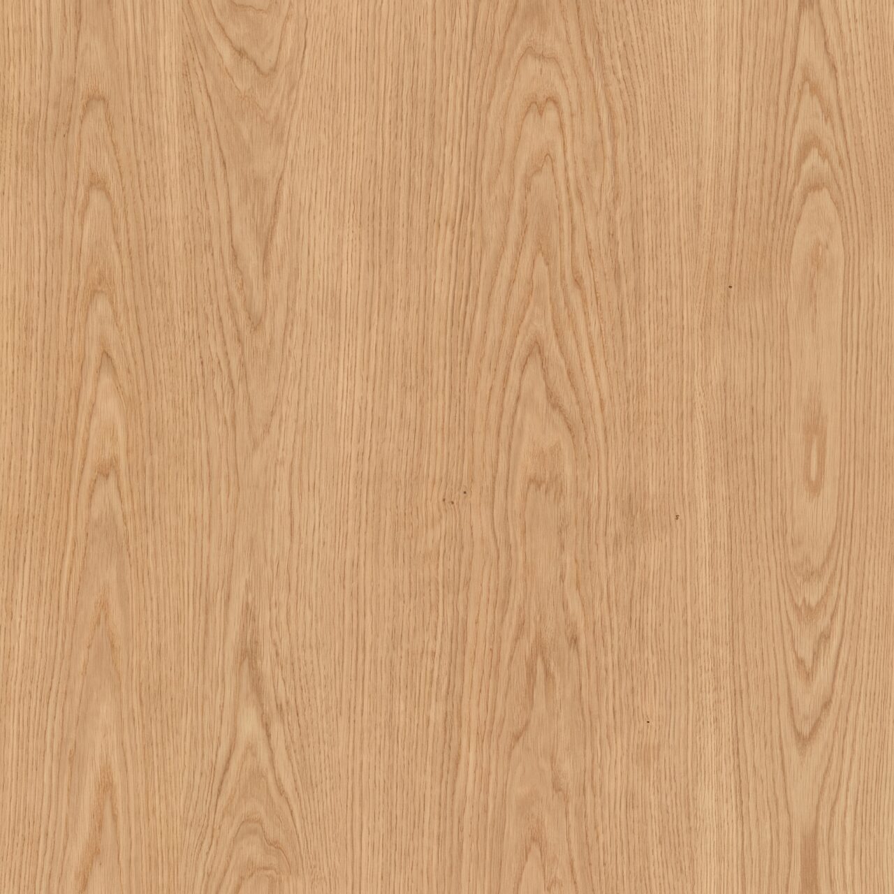 European Oak Wood Texture 023
