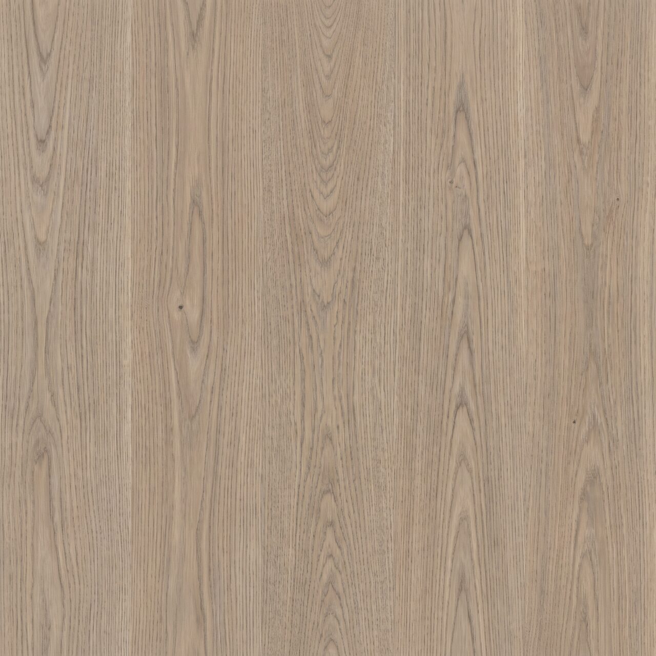 Greige Oak Wood Texture 002